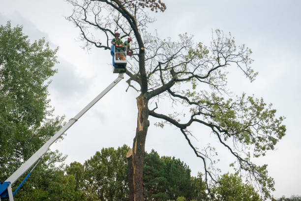 The Steps Involved in Our Tree Care Process in Crystal City, TX